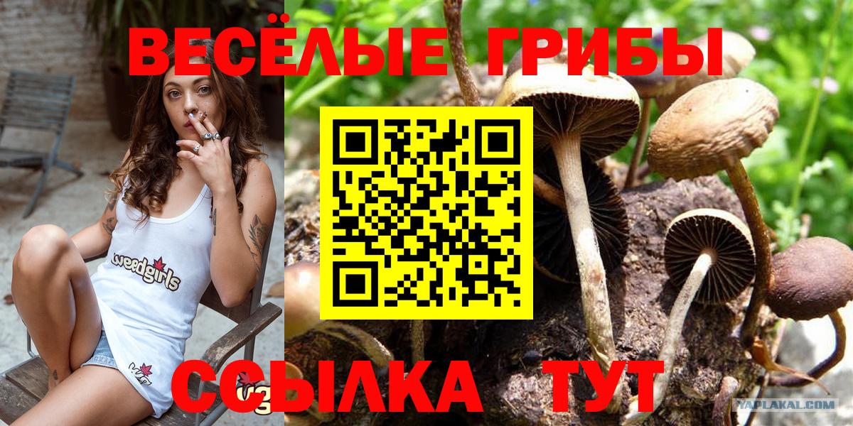 Галлюциногенные грибы Psilocybe Черняховск